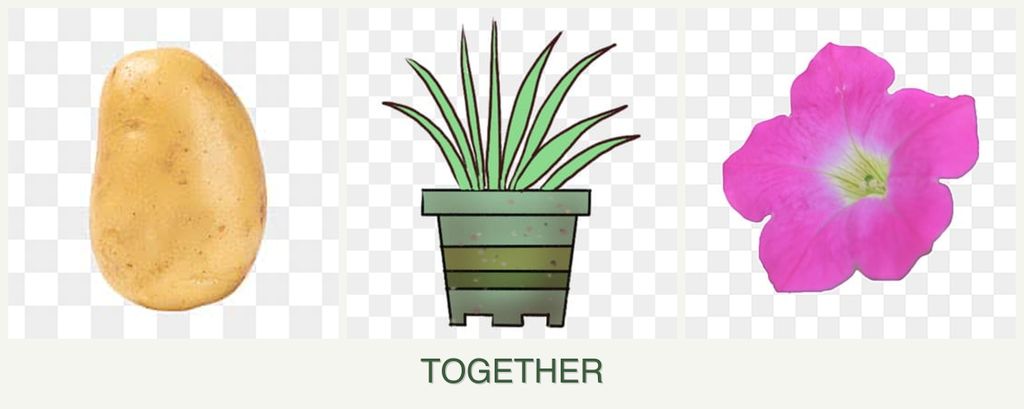 Can you plant potatoes, lemongrass and petunias together?