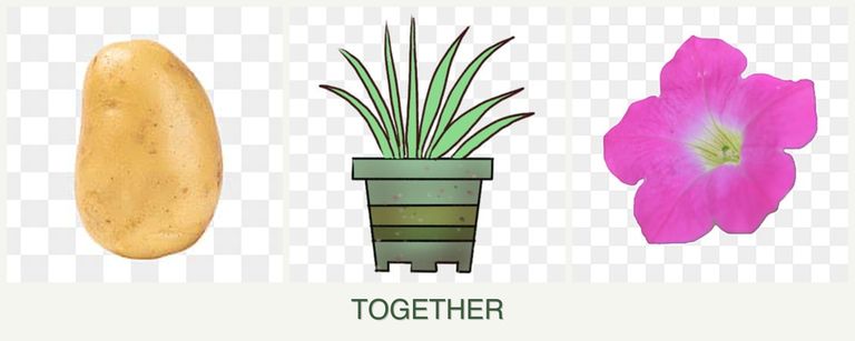 Can you plant potatoes, lemongrass and petunias together?