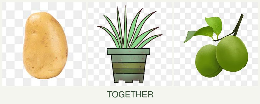 Can you plant potatoes, lemongrass and plums together?