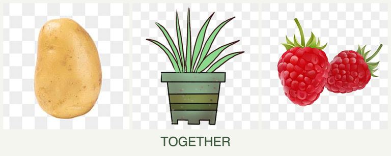 Can you plant potatoes, lemongrass and raspberries together?