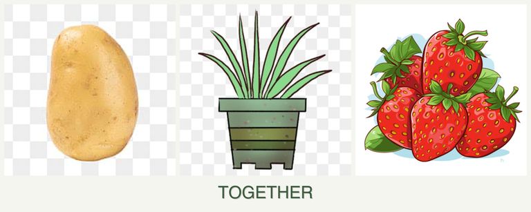 Can you plant potatoes, lemongrass and strawberries together?