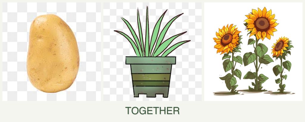 Can you plant potatoes, lemongrass and sunflowers together?