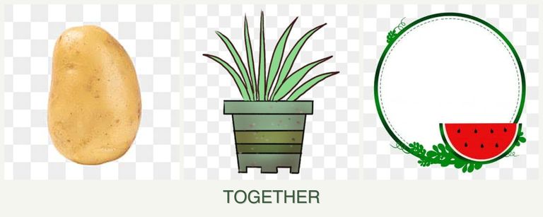 Can you plant potatoes, lemongrass and watermelons together?