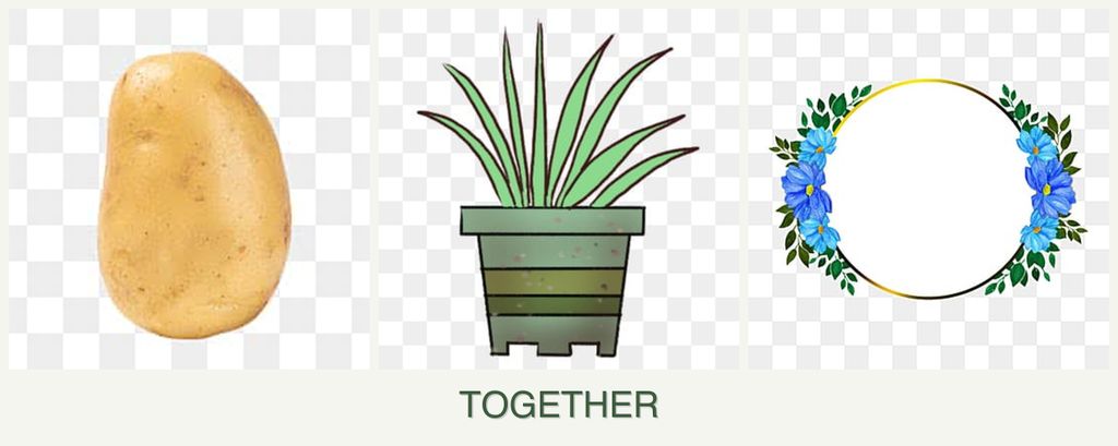 Can you plant potatoes, lemongrass and zinnias together?