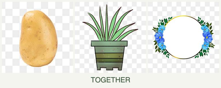 Can you plant potatoes, lemongrass and zinnias together?