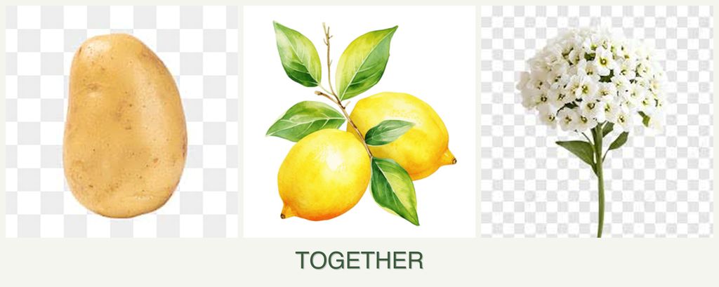 Can you plant potatoes, lemons and alyssum together?
