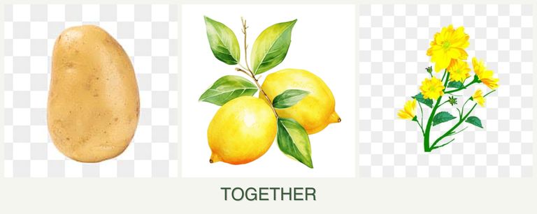 Can you plant potatoes, lemons and calendula together?