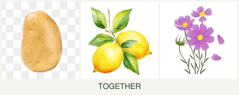 Can you plant potatoes, lemons and cosmos together?