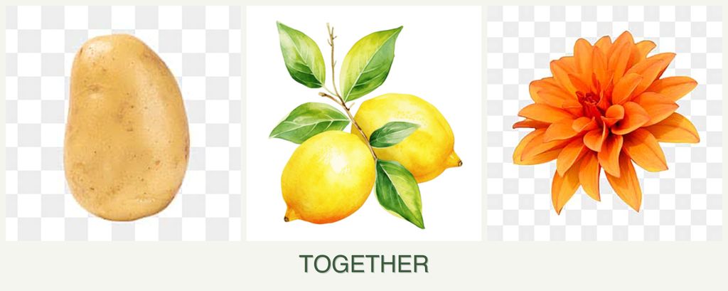 Can you plant potatoes, lemons and dahlias together?