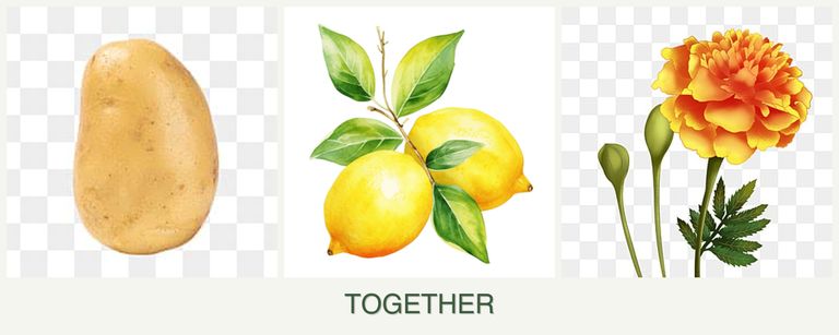 Can you plant potatoes, lemons and marigolds together?