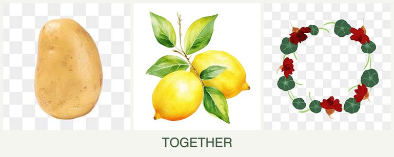 Can you plant potatoes, lemons and nasturtiums together?