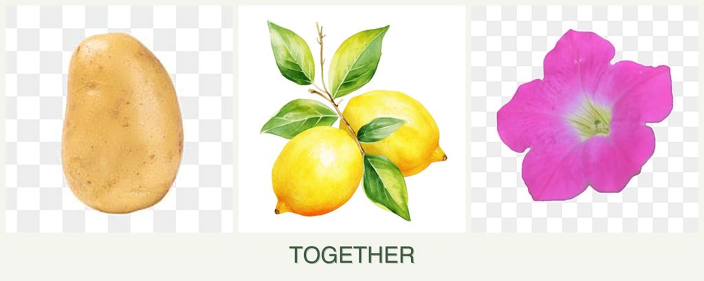 Can you plant potatoes, lemons and petunias together?
