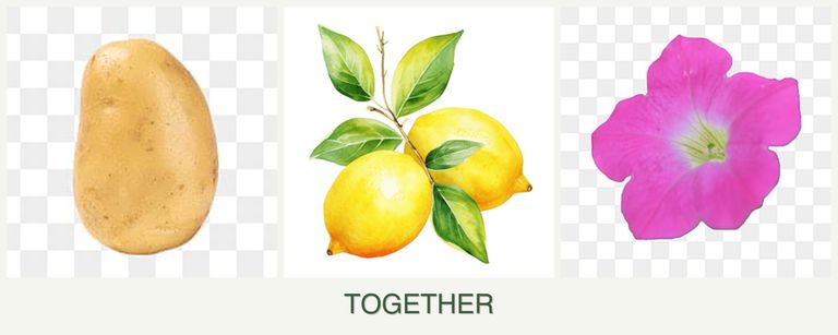 Can you plant potatoes, lemons and petunias together?