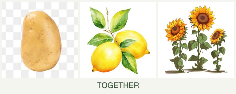 Can you plant potatoes, lemons and sunflowers together?