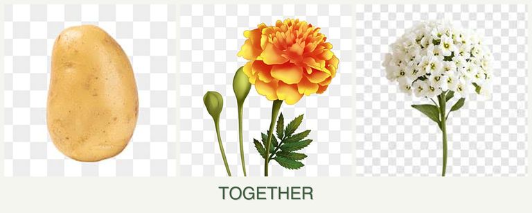 Can you plant potatoes, marigolds and alyssum together?