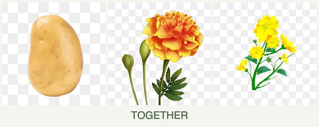 Can you plant potatoes, marigolds and calendula together?