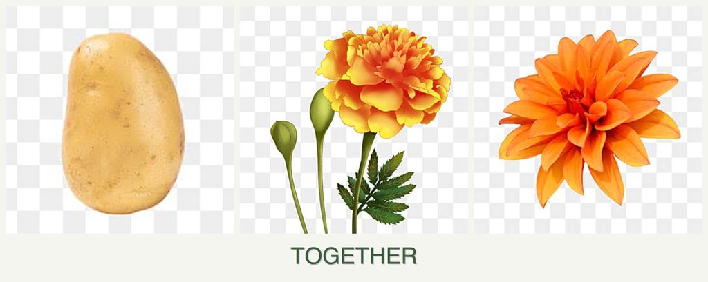 Can you plant potatoes, marigolds and dahlias together?