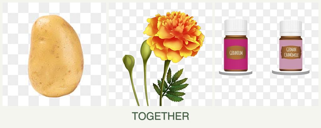 Can you plant potatoes, marigolds and geraniums together?