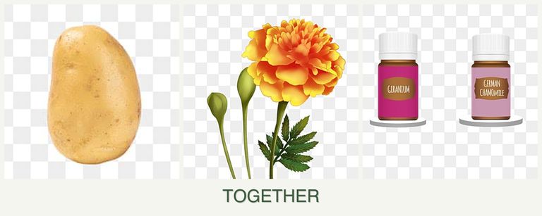 Can you plant potatoes, marigolds and geraniums together?