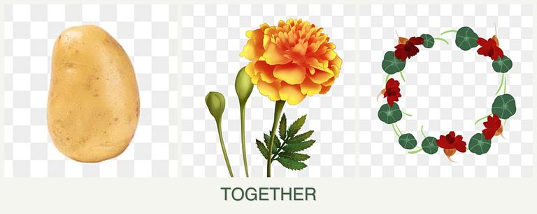 Can you plant potatoes, marigolds and nasturtiums together?