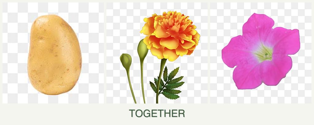 Can you plant potatoes, marigolds and petunias together?