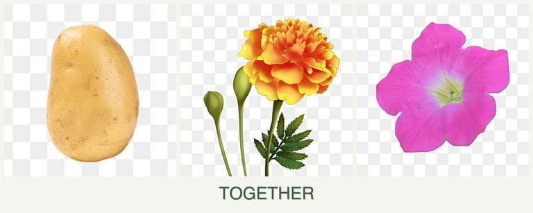 Can you plant potatoes, marigolds and petunias together?