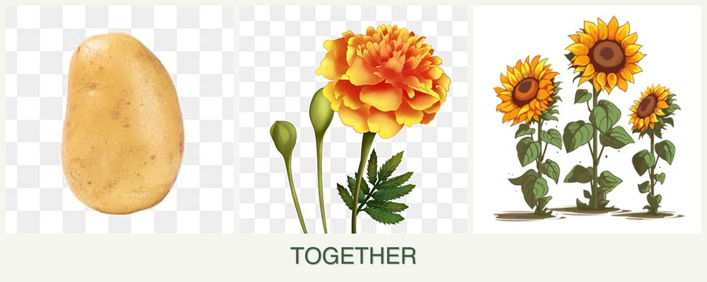Can you plant potatoes, marigolds and sunflowers together?
