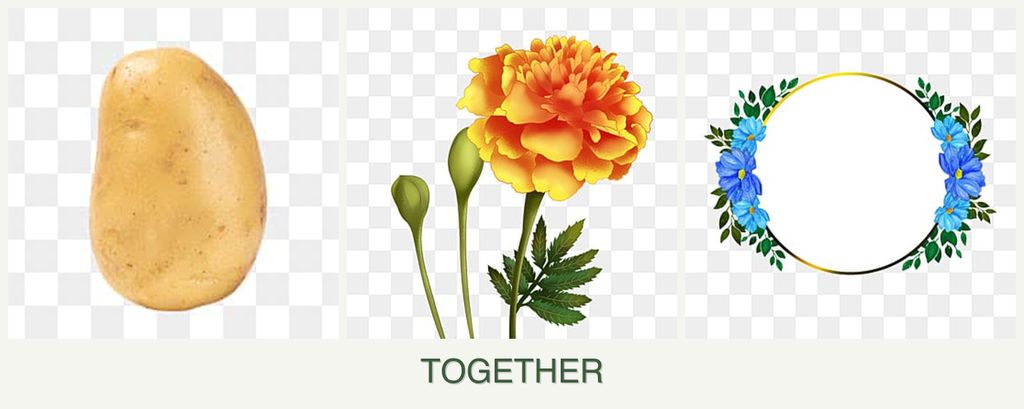 Can you plant potatoes, marigolds and zinnias together?