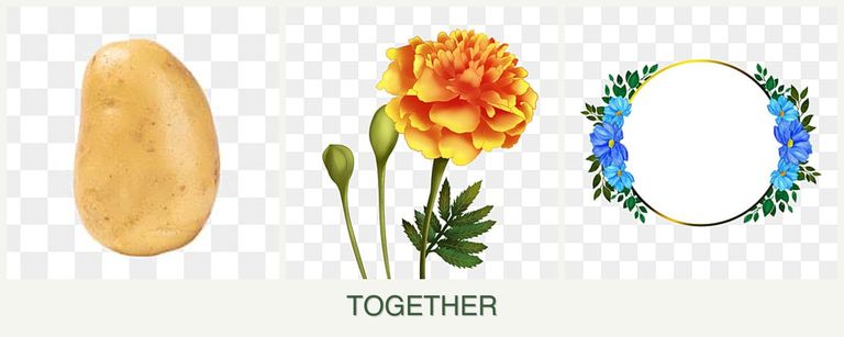 Can you plant potatoes, marigolds and zinnias together?
