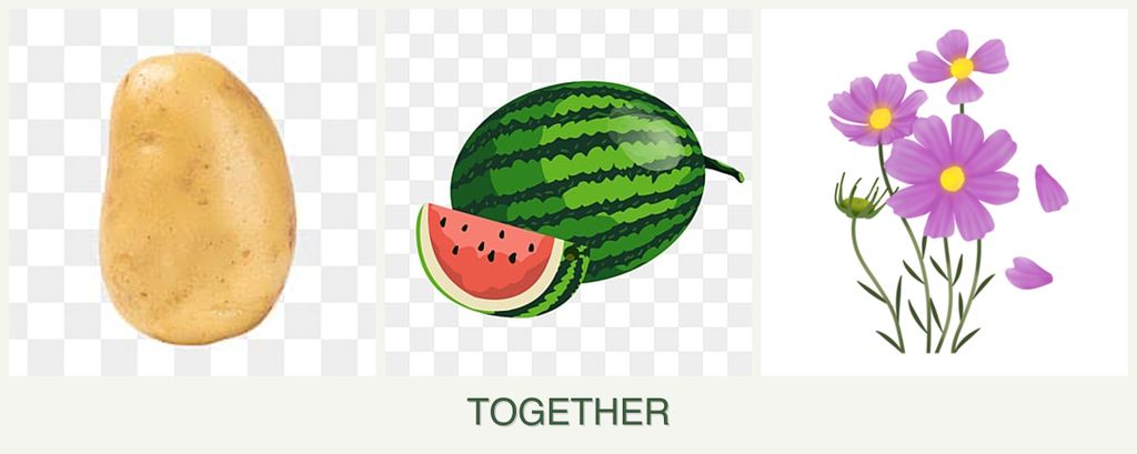 Can you plant potatoes, melons and cosmos together?