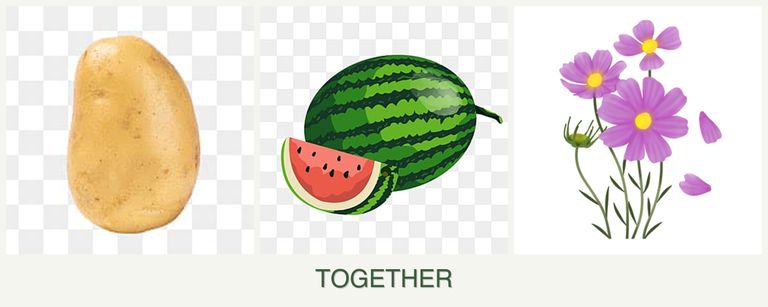 Can you plant potatoes, melons and cosmos together?