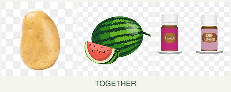 Can you plant potatoes, melons and geraniums together?