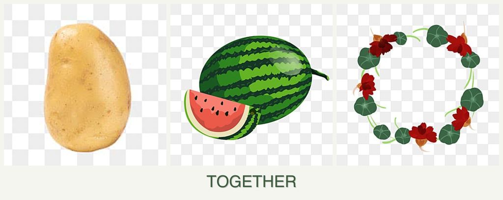 Can you plant potatoes, melons and nasturtiums together?