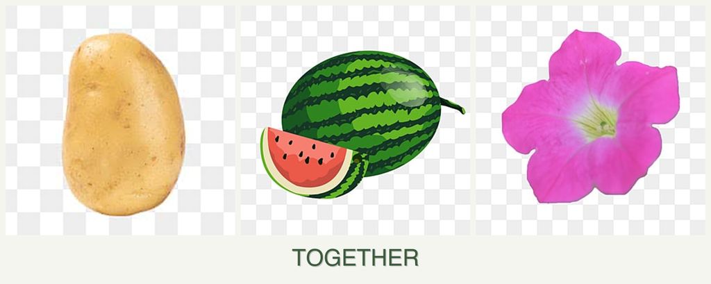 Can you plant potatoes, melons and petunias together?