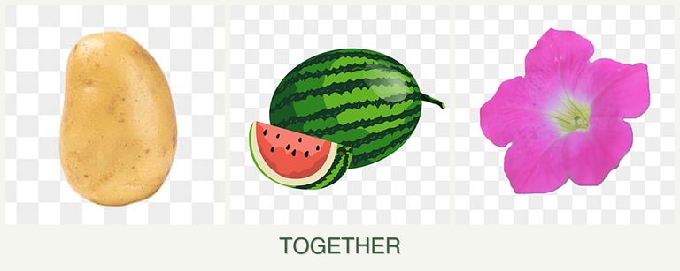 Can you plant potatoes, melons and petunias together?