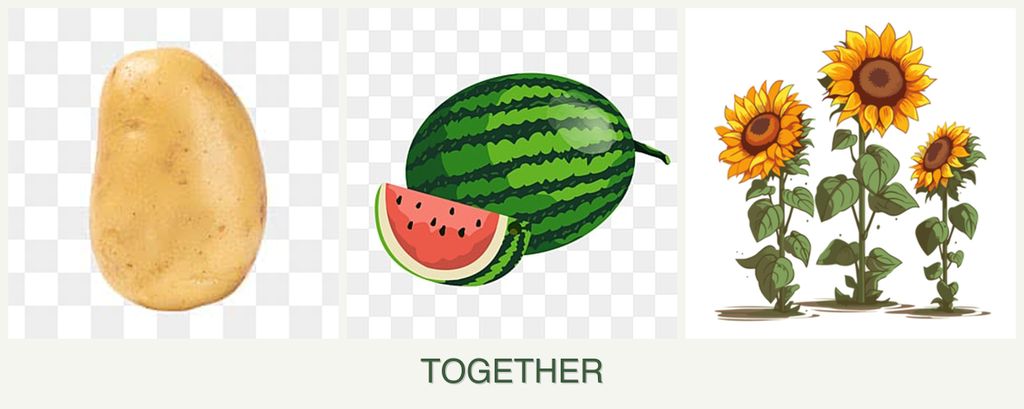 Can you plant potatoes, melons and sunflowers together?