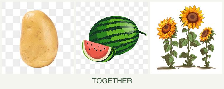 Can you plant potatoes, melons and sunflowers together?