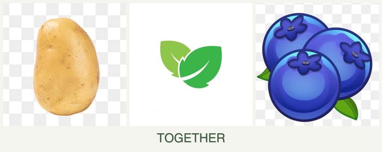Can you plant potatoes, mint and blueberries together?