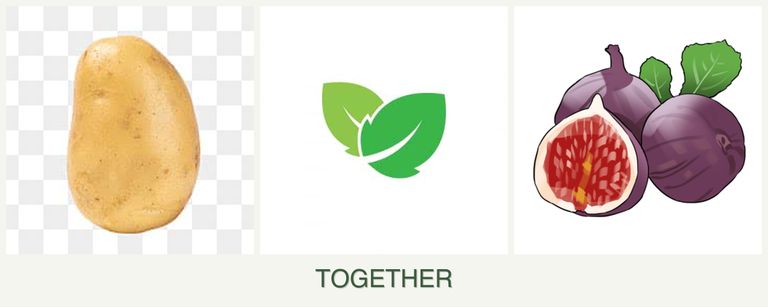 Can you plant potatoes, mint and figs together?