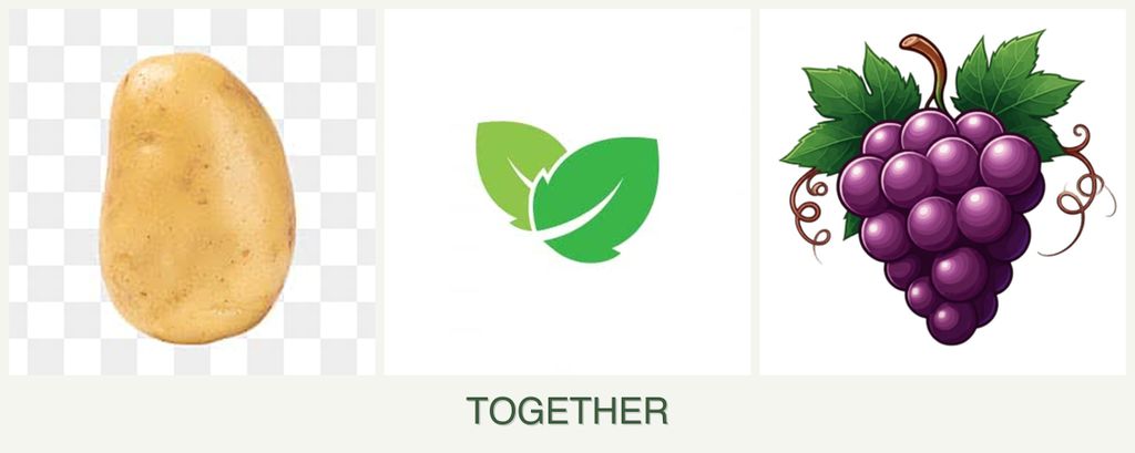 Can you plant potatoes, mint and grapes together?