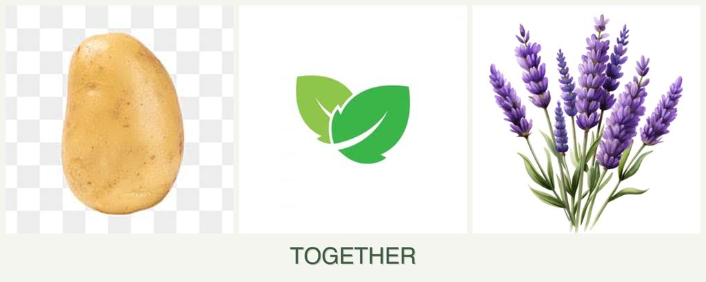 Can you plant potatoes, mint and lavender together?