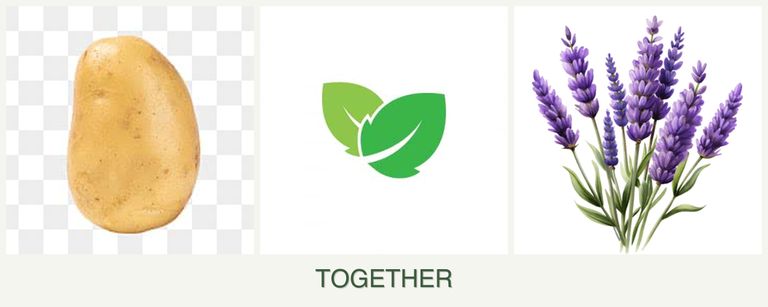 Can you plant potatoes, mint and lavender together?