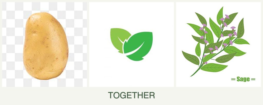Can you plant potatoes, mint and sage together?