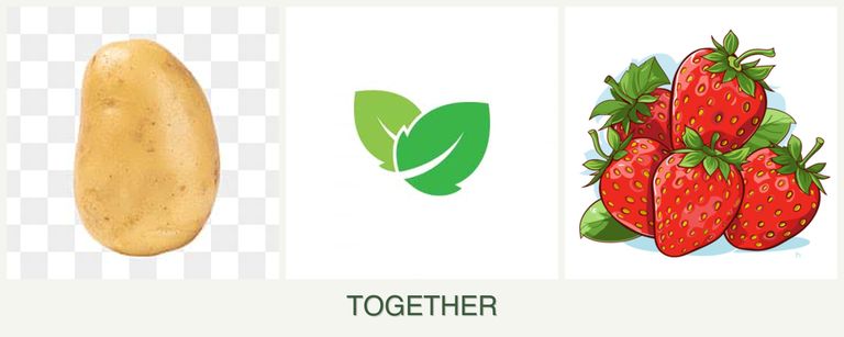 Can you plant potatoes, mint and strawberries together?