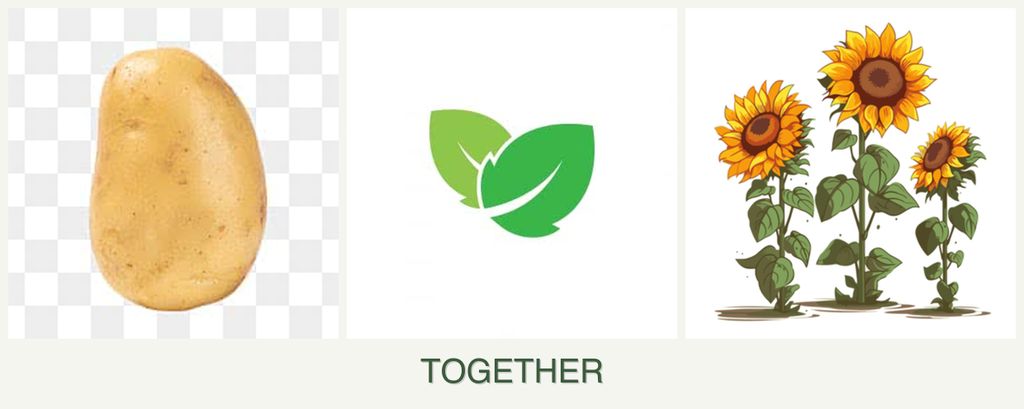 Can you plant potatoes, mint and sunflowers together?