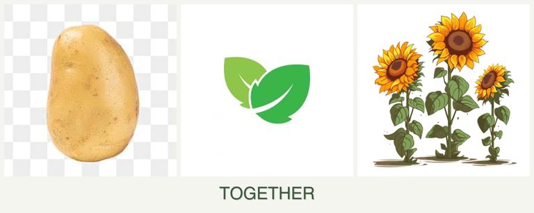Can you plant potatoes, mint and sunflowers together?