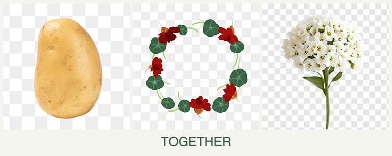 Can you plant potatoes, nasturtiums and alyssum together?