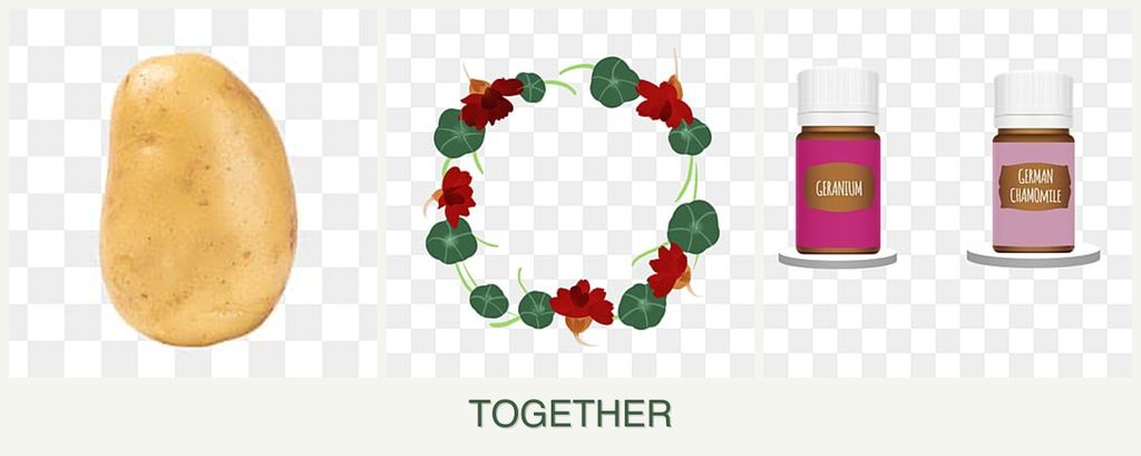 Can you plant potatoes, nasturtiums and geraniums together?