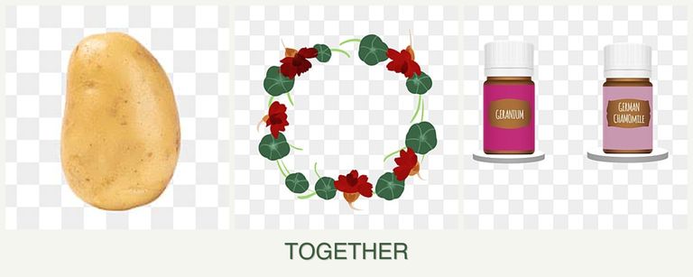Can you plant potatoes, nasturtiums and geraniums together?