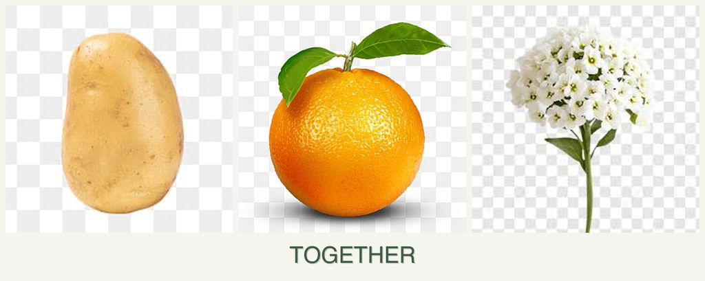 Can you plant potatoes, oranges and alyssum together?